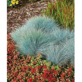 Pflanzen Für Dich Festuca glauca Elijah Blue' Blauschwingel Ca. 9x9 cm Topf