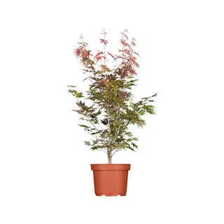 Pflanzen Für Dich Acer palmatum 'Atropurpureum', Japanischer Ahorn, rotlaubig, 40–60 cm