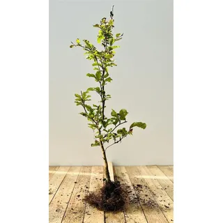 Fagus sylvatica Rotbuche Heckenpflanze wurzelware, winterhart, deutsche Baumschulqualität, schnittverträglich, pflegeleicht
