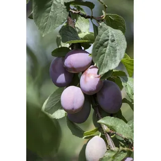 Pflanzen Für Dich Prunus domestica 'Imperial', Pflaume, 125–150 cm
