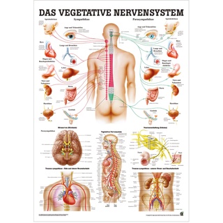 Vegetatives Nervensystem Lehrtafel Anatomie 100x70 cm medizinische Lehrmittel, Nicht Laminiert