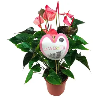 Piardino Flamingoblume Amalia  (Anthurium andreanum, Topfgröße: 21 cm, Rosa)