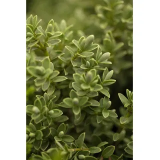 Pflanzen Für Dich Hebe 'Green Globe', Strauchveronika, kompakt, 12–15 cm