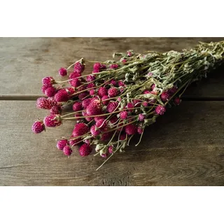 NaDeco Gomphrena globosa im Bund, getrocknet, Größe ca. 50-60cm, wählbar | Trockenblumen | Kugelamarant | getrocknete Blumen | Trockenstrauß | Boho-Deko, Farbe:Lila