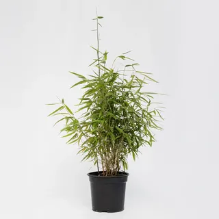 Plant in a Box - Bambus - Fargesia nitida 'Red Dragon' - Höhe 60-80cm - Topf 17cm