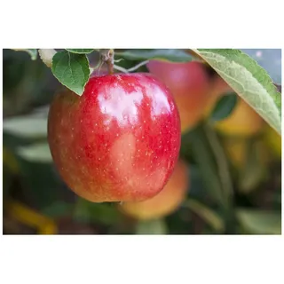 Pflanzen Für Dich Malus 'Braeburn', Apfelbaum, 150–200 cm