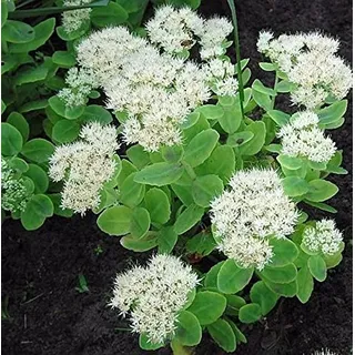 Prächtige Fetthenne Stardust - Sedum spectabile - lebende Gartenpflanze aus den Baumschulen