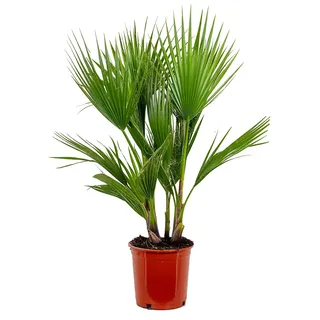 Bloomique - Washingtonia Robusta - Mexikanische Fächerpalme - Palme - Winterharte Balkonpflanzen - Gartenpflanzen Winterhart - Höhe 80-100 cm - Topf