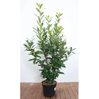 Pflanzen Für Dich Prunus laurocerasus 'Caucasica' 120–140 cm
