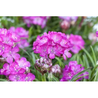 Pflanzen Für Dich Armeria maritima 'Splendens' Grasnelke ca. 9x9 cm Topf