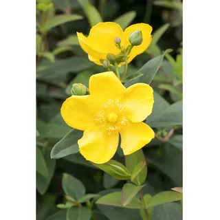 Pflanzen Für Dich Hypericum Johanniskraut, ca. 9x9 cm Topf