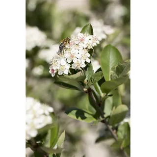 Pflanzen Für Dich Aronia prunifolia Nero Apfelbeere, Schwarz 60–80 cm