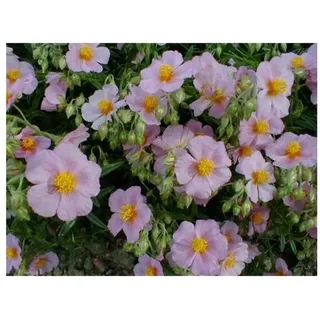 Der sommerliche Steingarten. 6 Stauden
