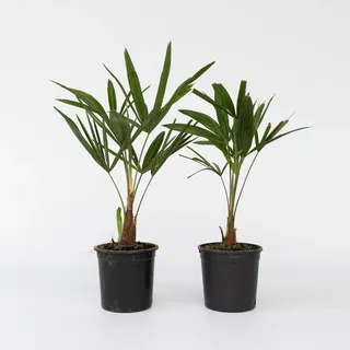 Plant in a Box - Windmühlenpalme - 2 Stk - Trachycarpus Fortunei - Höhe 35-45cm - Topf 15cm