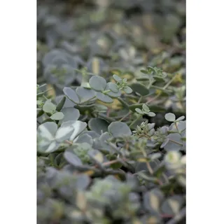 Pflanzen Für Dich Sedum sieboldii Oktoberle, rosa Blüten, ca. 9x9 cm Topf