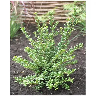 10 x Ilex crenata 'Convexa' (Buchsbaum Ersatz/Immergrün/Winterhart/Mehrjährig) Löffel Ilex - Der perfekte Buchsbaum-Ersatz für Ihren Garten - Top für Hecken - von Stauden Gänge