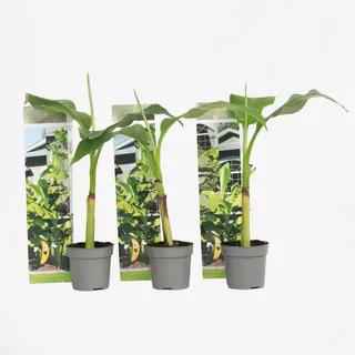 Plant in a Box - Bananenpflanze - 3 Stk - Musa basjoo - Höhe 25-40cm - Topf 9cm