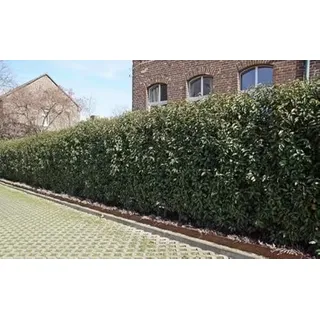 10st. Portugiesischer Kirschlorbeer 40-60cm XXL Buschig im Topf Kirschlorbeer Prunus lusitanica 'Angustifolia' Lorbeer Gartenhecke Sichtschutz