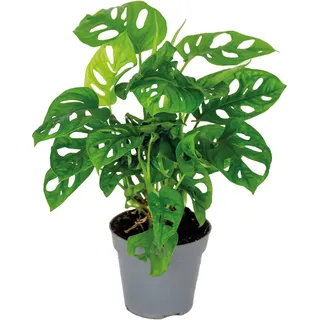 Bloomique - Monstera adansonii - Monkey Leaf - Fensterblatt - Luftreinigende Zimmerpflanzen - Monstera Pflanze - Hängepflanze echt - Kletterpflanzen Zimmer - Höhe 20-25 cm - Topf 12 cm