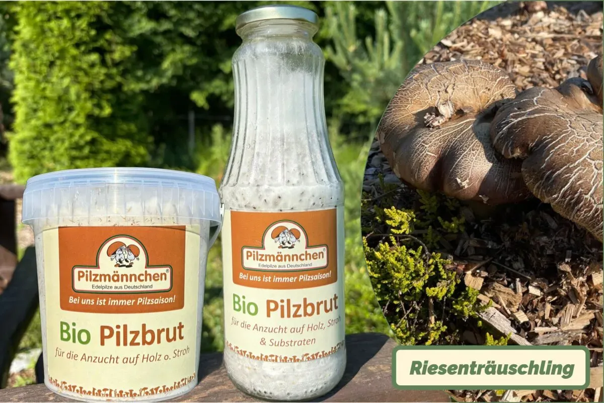 Riesenträuschling-Pilzbrut BIO 1 Liter