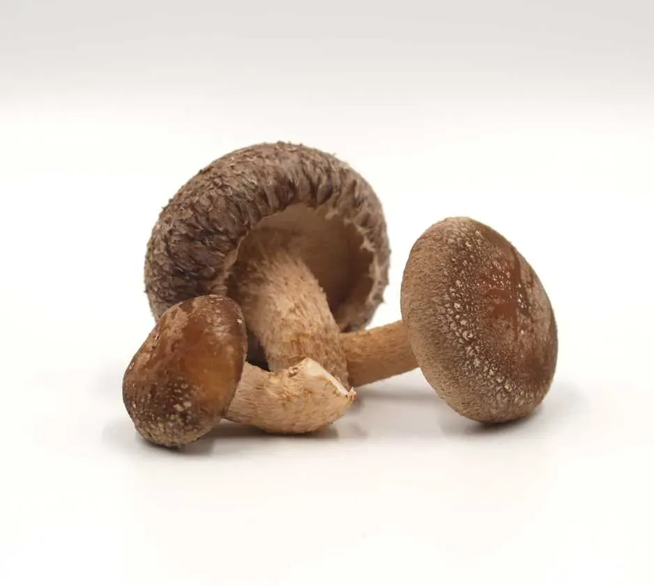 Bio-Shiitake DE-ÖKO-021