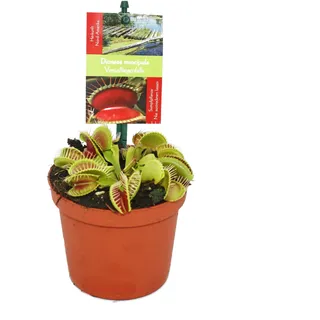 EXOTENHERZ Venusfliegenfalle Dionaea muscipula 9cm Topf