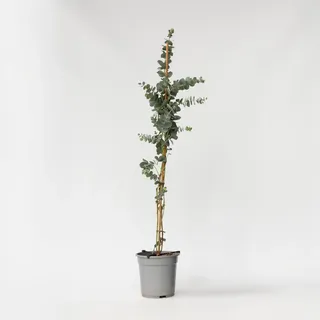Plant in a Box - Eukalyptus - Eucalyptus cinerea 'Silver Dollar' - Höhe 90-110cm - Topf 19cm