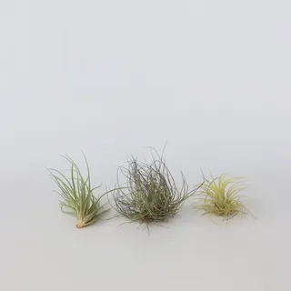 Plant in a Box - Tillandsien - 3 Stk - Tillandsia - Höhe 5-15cm - Topf 5cm