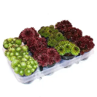EXOTENHERZ Hauswurz Set aus 12 verschiedenen Sempervivum-Sorten