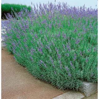 Pflanzen Für Dich Lavandula x intermedia 'Dutch' Lavendel, ca. 9x9 cm Topf