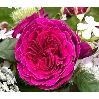 Nostalgie-Edelrose 'Deep Secret', Pink, Lila