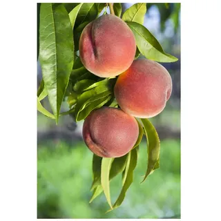Pflanzen Für Dich Prunus persica 'Roter Weinbergpfirsich', Pfirsichbaum, 150–200 cm
