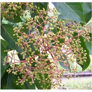 Bienenbaum Euodia hupehensis (Tetradium daniellii) Tausendblütenbaum Honigesche