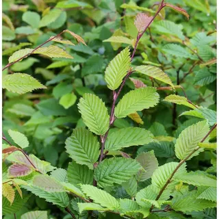 die nr-01.de Hainbuche Weißbuche 40-60cm - Carpinus betulus