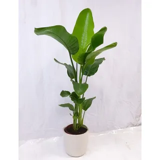 [Palmenlager] XL Strelitzia nicolai - Paradiesvogelblume - 160 cm / 3er Tuff/ Baumstrelitzia / Zimmerpflanze mit großen Blättern