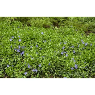 Vinca minor "Kleines Immergrün" immergrüner Bodendecker mit blauen Blüten im Topf gewachsen (1 Stück)