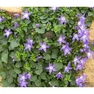 Sternpolster-Glockenblume, Lavendel