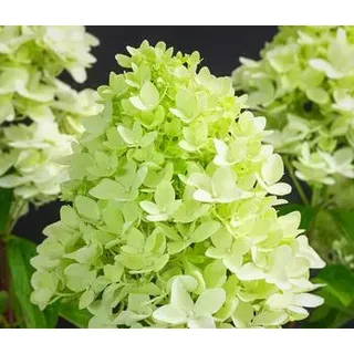 Rispen-Hortensie 'Limelight®', Weiß