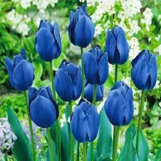 Tulpen Tulpenzwiebeln Blumenzwiebeln Zwiebeln Blumen blaue Tulpe 50 St.