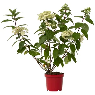 Plant in a Box - Hydrangea paniculata Wim's Red' Höhe 25-40cm