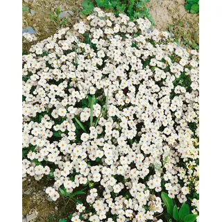 Pflanzen Für Dich Aubrieta x cult.'Winterberg' p 0,5