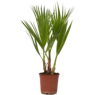 Plant in a Box - Washingtonia robusta Höhe 50-60cm