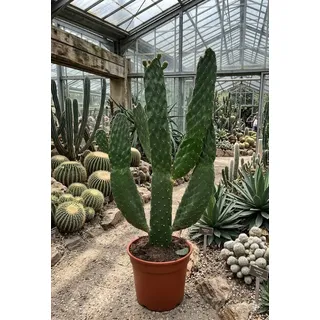 Baumkaktus Opuntia consulea | XL Kaktus 60cm für Loft & Büro | Rarität & Deko