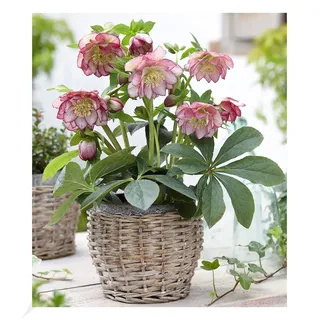 BALDUR Garten Christrosen 'Double Ellen Picotée', 1 Pflanze, Helleborus niger winterharte Staude, mehrjährig, bienenfreundlich, pflegeleicht, für Standort im Schatten geeignet, blühend