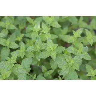 Pflanzen Für Dich Mentha x piperita Pfefferminze Ca. 9x9 cm Topf
