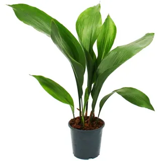 Blumen-Senf Schusterpalme Aspidistra Elatior Zimmerpflanze 15cm Topf