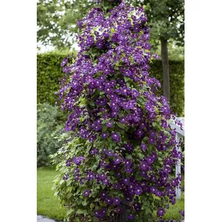 PlantaPro Clematis viticella 'Polish Spirit' 40-60 Italienische Waldrebe 'Polish Spirit',winterhart, deutsche Baumschulqualität, im Topf für optimales anwachsen