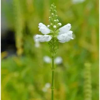 die nr-01.de Gelenkblume Alba - Physostegia virginiana
