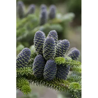 Pflanzen für Dich Konifere Abies koreana Sämling, 1 St., Koreanische Tanne, Silber-Tanne, blaue Zapfen, kompakter Wuchs