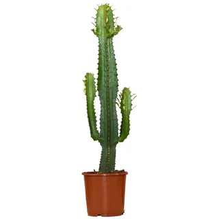 Bloomique - Euphorbia Acrurensis - Cowboy Kaktus - Sukkulenten - Zimmerpflanzen - Sehr Pflegeleicht - Höhe 60-70 cm - Topf 17 cm